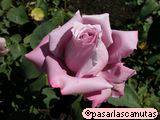 foto de flor rosa malva Charles Degaulle con tama�o de 160X120; ver distintas medidas disponibles a la derecha